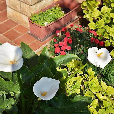 Flower Garden Rhapsody - Modern Family Apartments Near Fazana Fažana Exterior foto