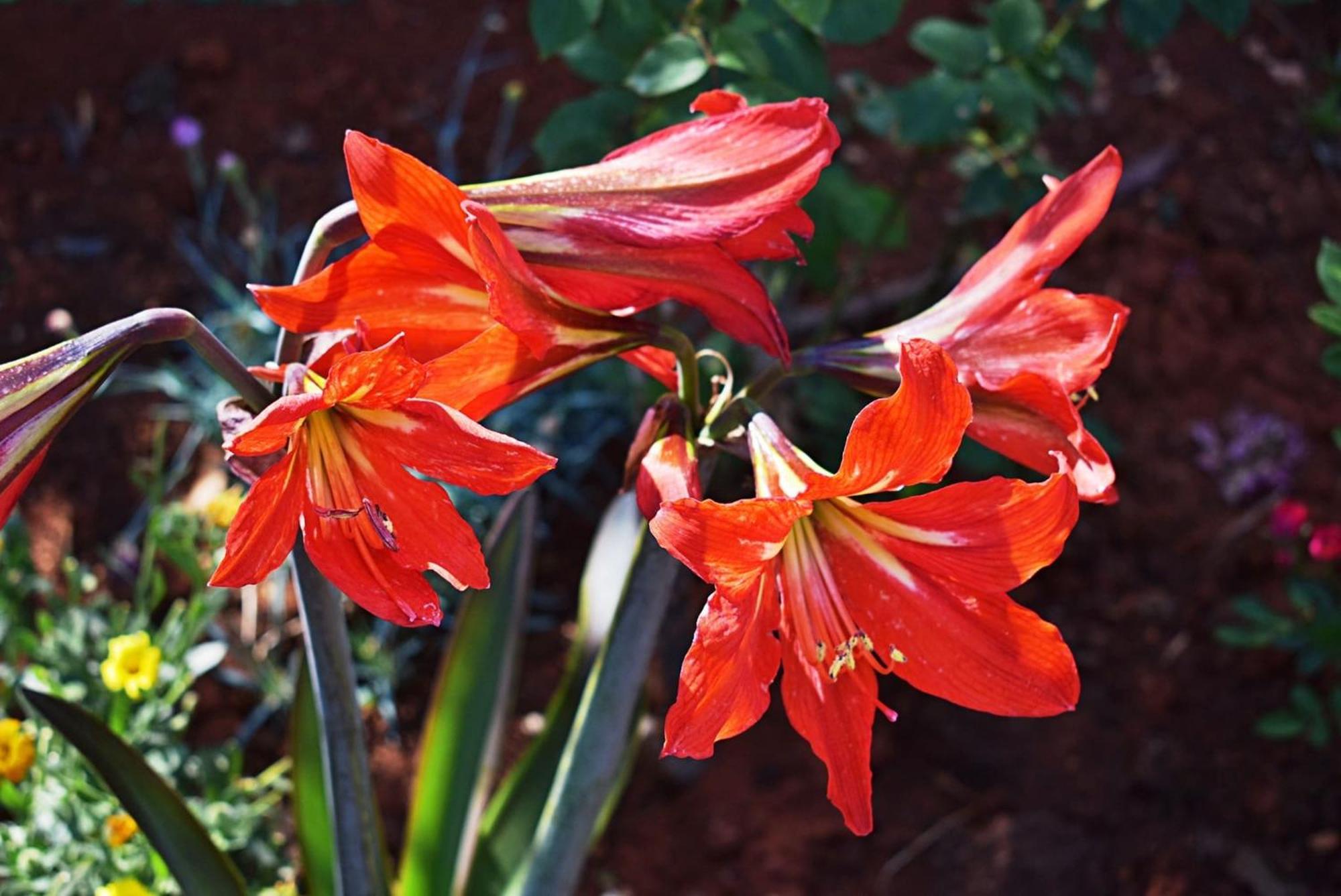 Flower Garden Rhapsody - Modern Family Apartments Near Fazana Fažana Exterior foto