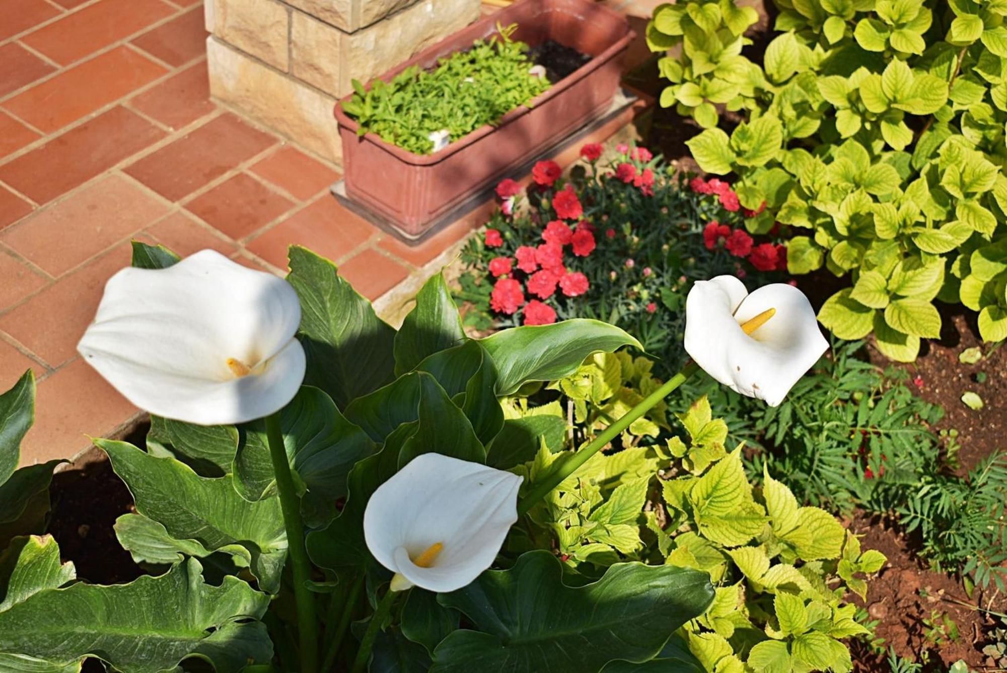 Flower Garden Rhapsody - Modern Family Apartments Near Fazana Fažana Exterior foto