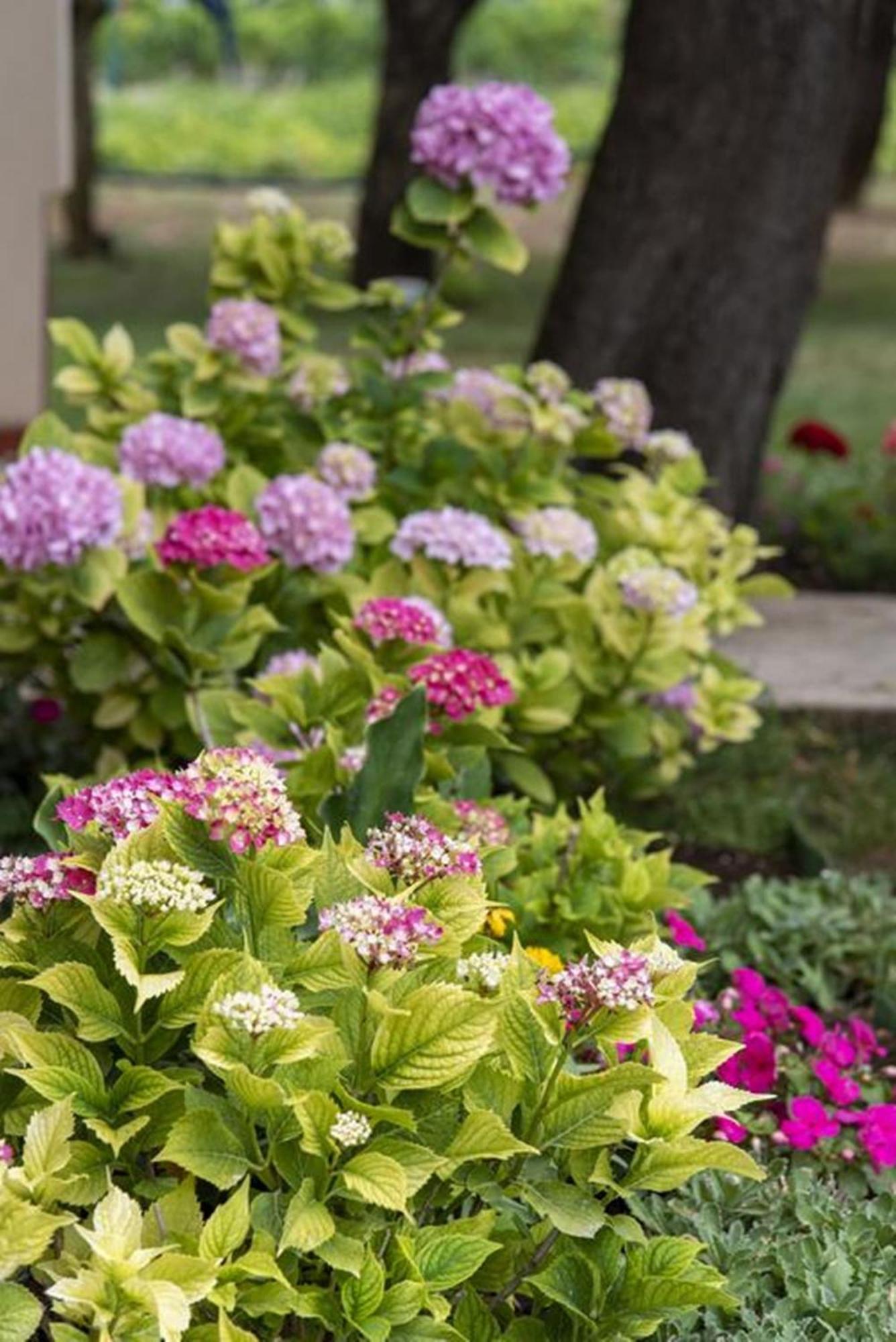 Flower Garden Rhapsody - Modern Family Apartments Near Fazana Fažana Exterior foto